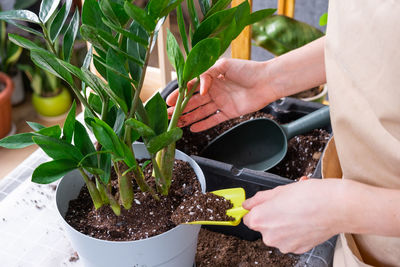 Midsection of woman gardening