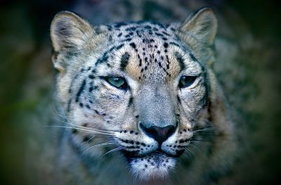 Close-up portrait of cat