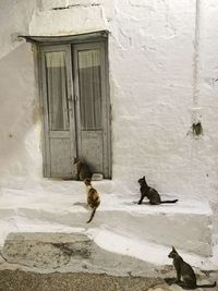 Cat looking at entrance of building