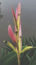 Close-up of water lily in pond