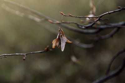 Close-up of twig on branch