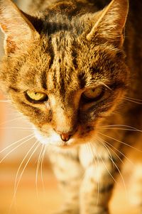 Close-up portrait of cat