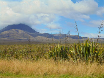 Scenic view of field against sky