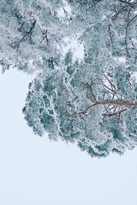 Low angle view of snow capped  trees against sky