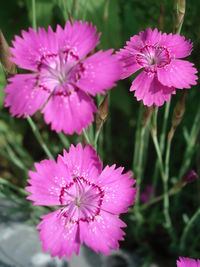 Close-up of pink flowers