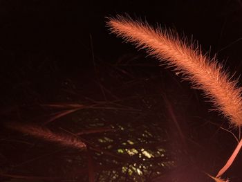 Close-up of illuminated plant against sky at night