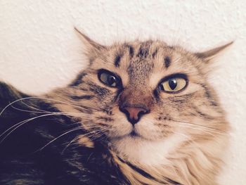 Close-up portrait of cat