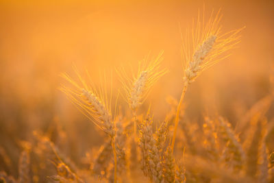 A beautiful landscape of a golden grain crop field in the summer sunrise.