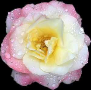 Close-up of raindrops on wet rose flower