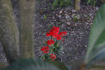 Red flowers blooming outdoors