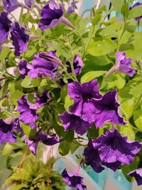 Close-up of purple flowering plants