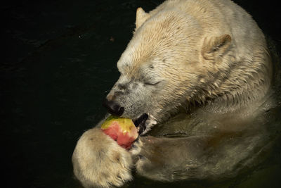 Close-up of rabbit eating food against black background