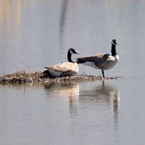 Birds in a lake