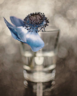 Close-up of flower on glass table