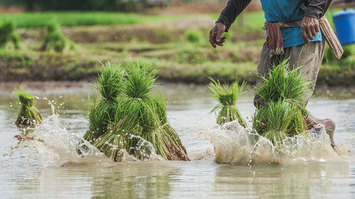 Chiangrai , thailand farmer transplant rice seedlings in rice field.