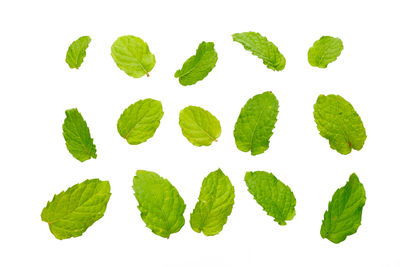 Close-up of leaves against white background
