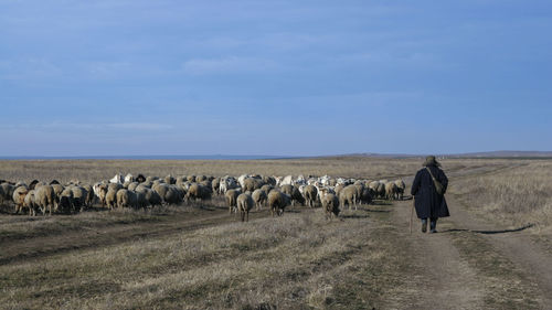 Rear view of person walking by flock of sheep on landscape