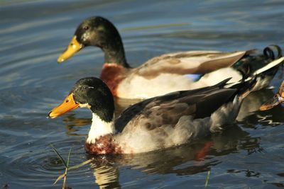 Birds in calm water