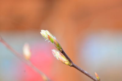 Close-up of plant