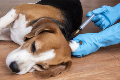 Midsection of person with dog lying on floor