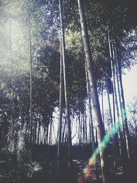 Low angle view of bamboo trees in forest