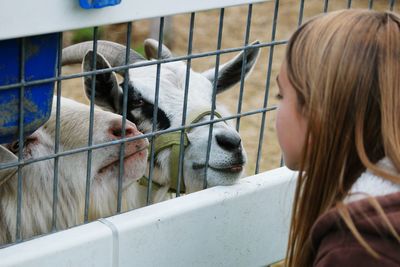 Girl looking at goats in cage