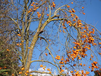 Low angle view of autumn tree against sky