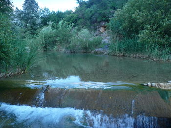 Scenic view of river amidst trees in forest