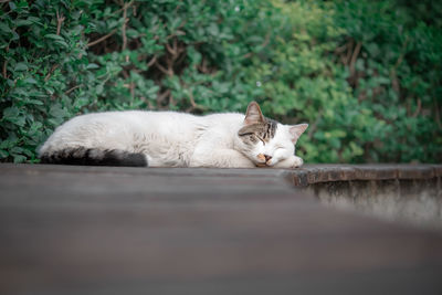 A beautiful white cat sleeps on a bench in a city park.