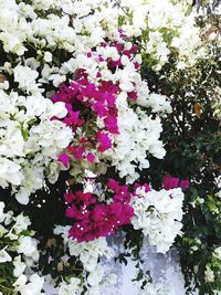 View of flowers in bloom