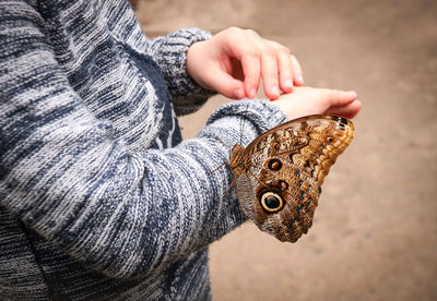 Midsection of kid holding moth