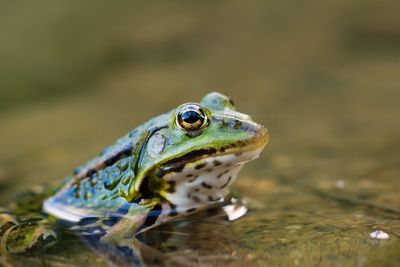 Close-up side view of frog in water