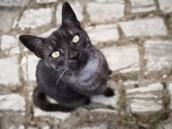 Close-up portrait of black cat