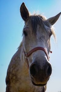 Close-up of horse