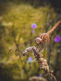 Close-up of dragonfly on flower