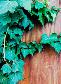 Close-up of green leaves on wooden fence