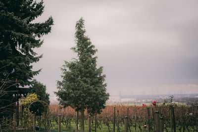 Trees and plants on field against sky