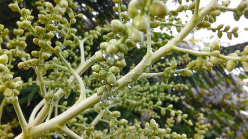 Close-up of fresh green plants