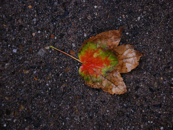High angle view of fallen autumn leaf