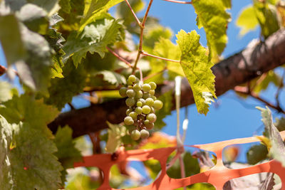 Low angle view of grapes growing in vineyard