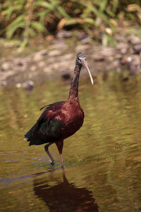 Side view of a bird on beach