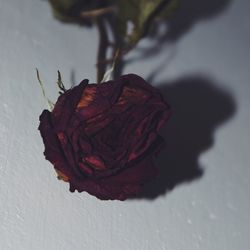 Close-up of red rose against blurred background