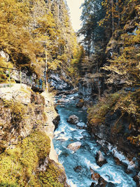 Scenic view of river amidst trees in forest