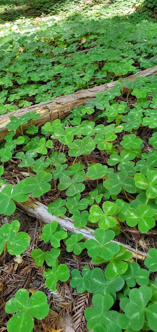 HIGH ANGLE VIEW OF GREEN LEAVES ON FIELD