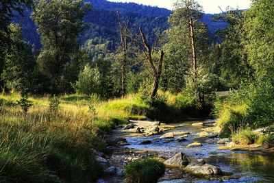 Scenic view of river in forest