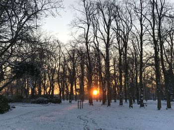 Trees on snow covered landscape