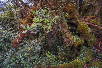 Moss growing on tree trunk in forest