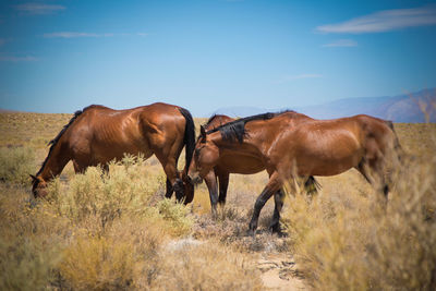 Three brown wild horses grazing on countryside with brown plants in freedom looking for fooder