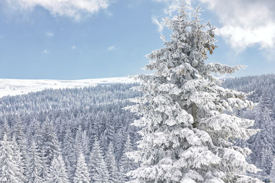 Christmas pine tree on snow covered peak against bright blue sky in vitosha mountain, bulgaria