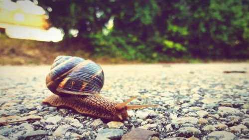 Close-up of snail